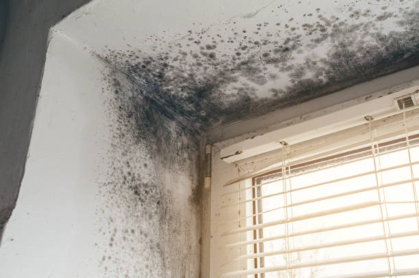 Affordable Basement Mold Removal solutions in Haslett, MI