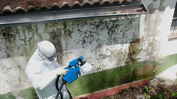 Trusted Mold Testing service in Haslett, MI - Cheap Mold Removal